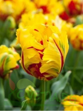  Лале (Tulipa 'Texas Fire') T20